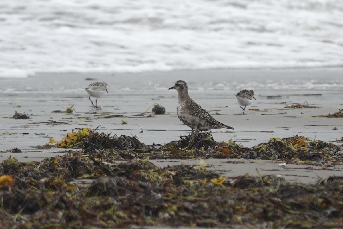 American Golden-Plover - ML642501413