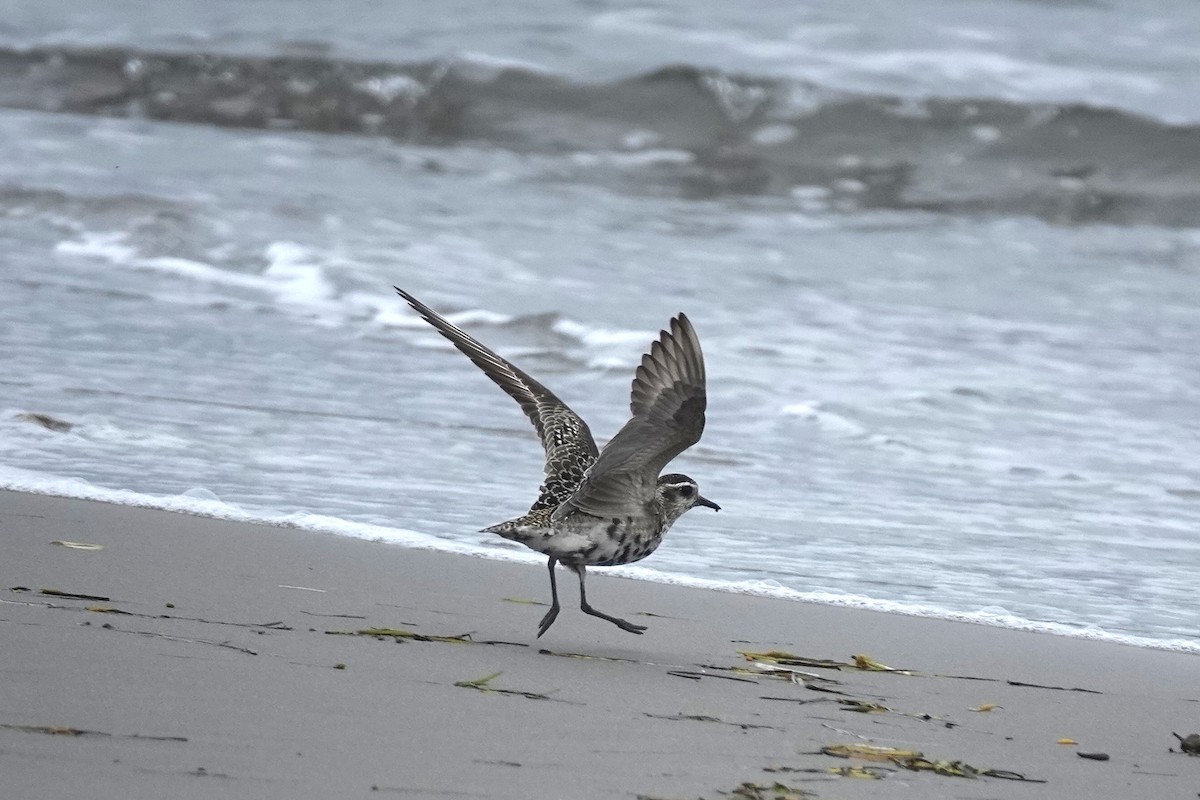 American Golden-Plover - ML642501414
