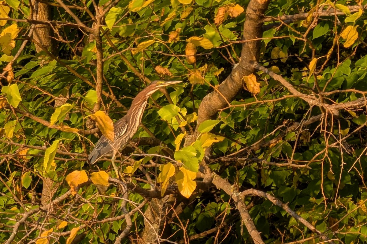 Green Heron - ML642501446