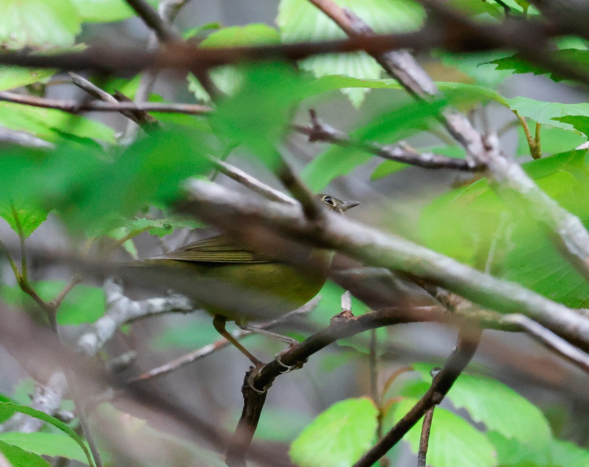 Connecticut Warbler - ML642501495