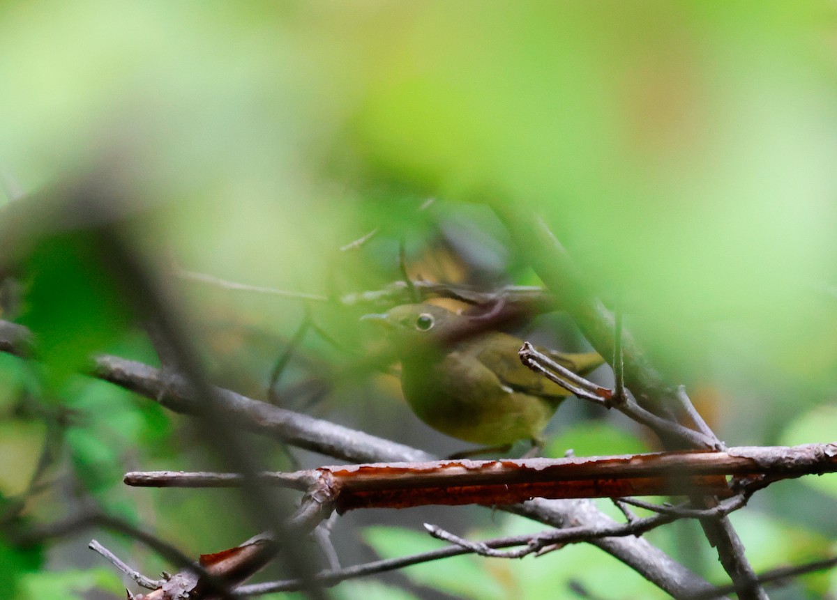 Connecticut Warbler - ML642501496