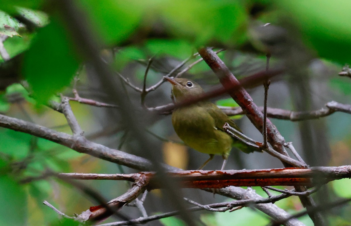 Connecticut Warbler - ML642501497