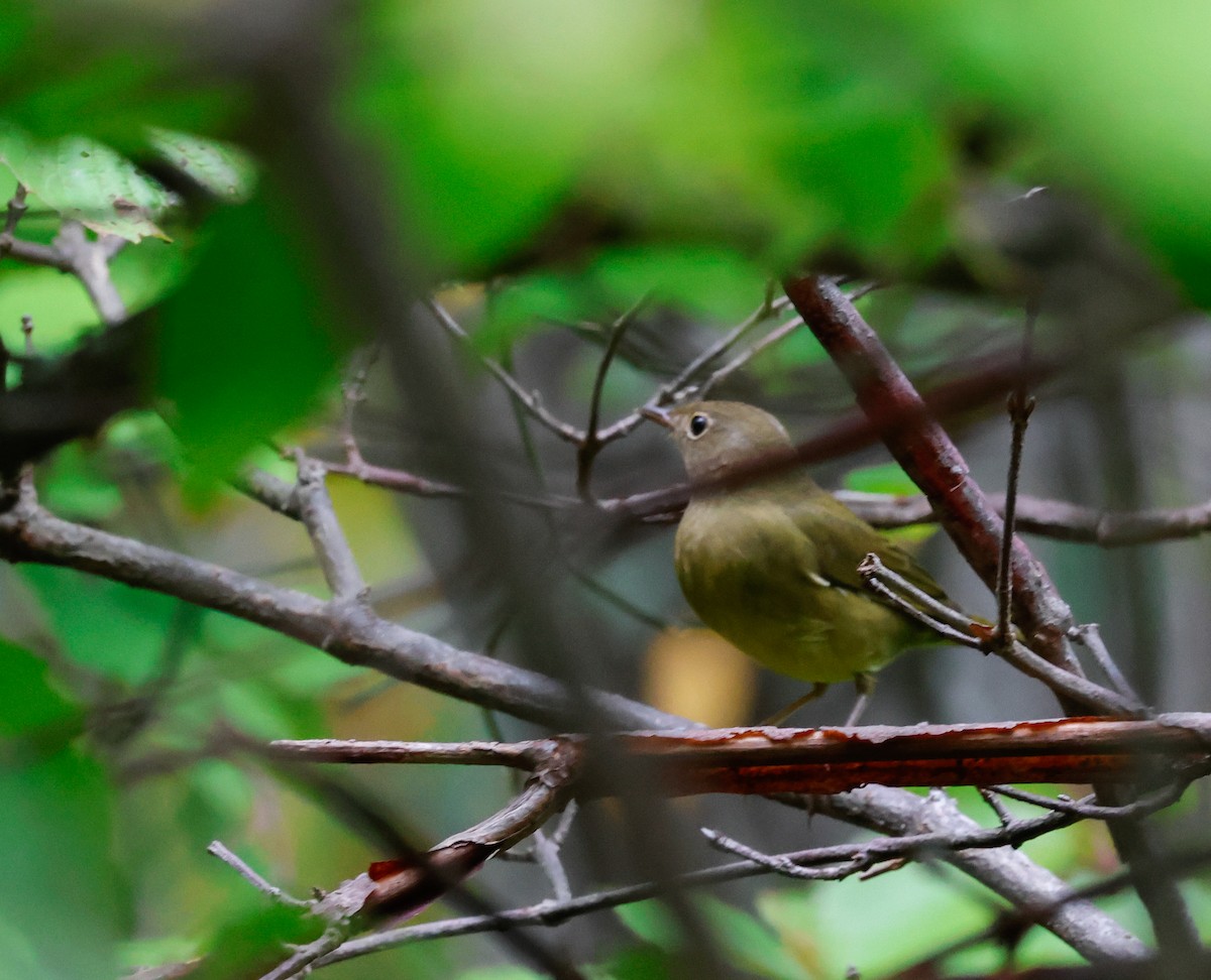 Connecticut Warbler - ML642501498