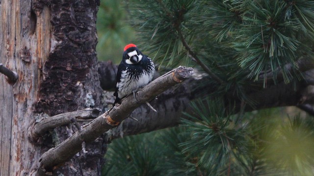 Acorn Woodpecker - ML642501504
