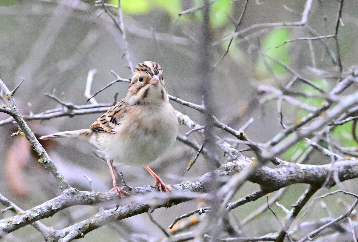 Clay-colored Sparrow - ML642501529