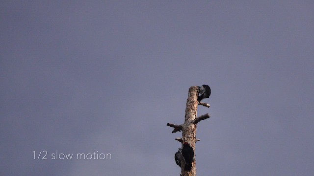 Acorn Woodpecker - ML642501531