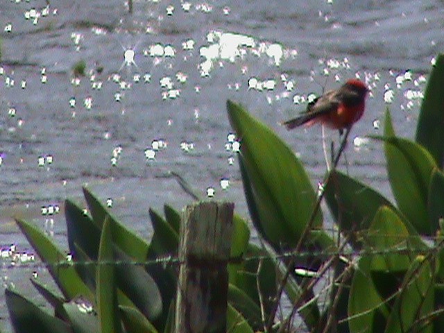 Vermilion Flycatcher - ML642501573