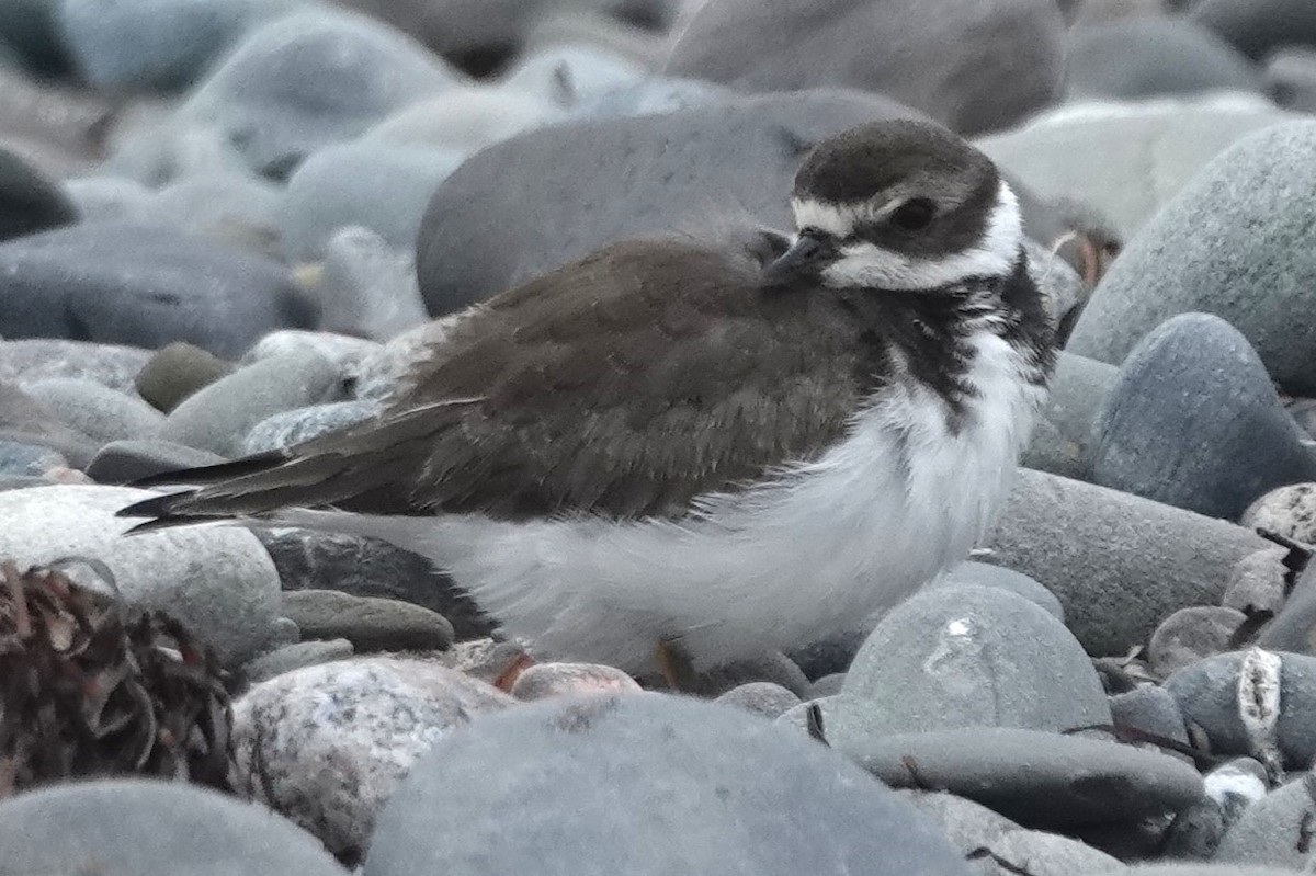 Semipalmated Plover - ML642501579