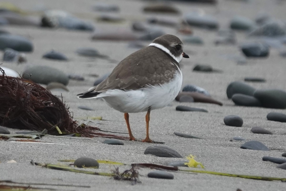 Semipalmated Plover - ML642501580