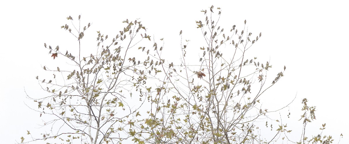 Cedar Waxwing - ML642501587