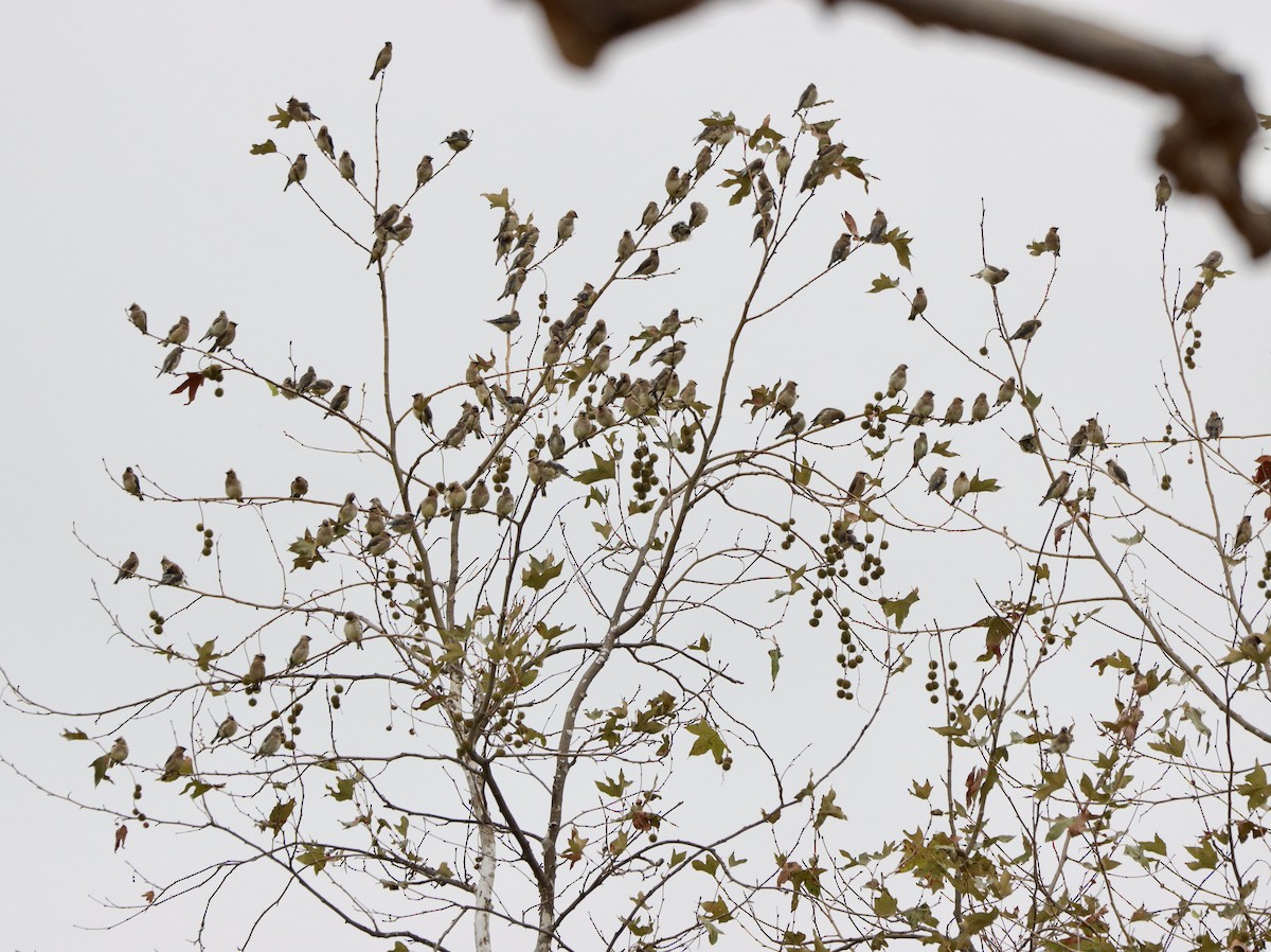 Cedar Waxwing - ML642501588