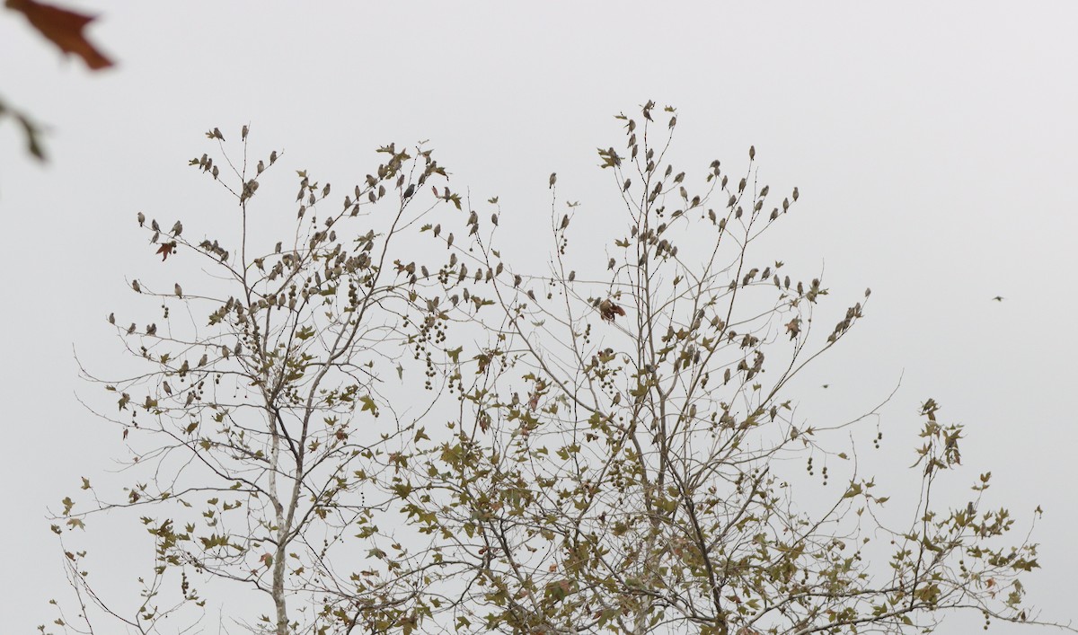 Cedar Waxwing - ML642501590