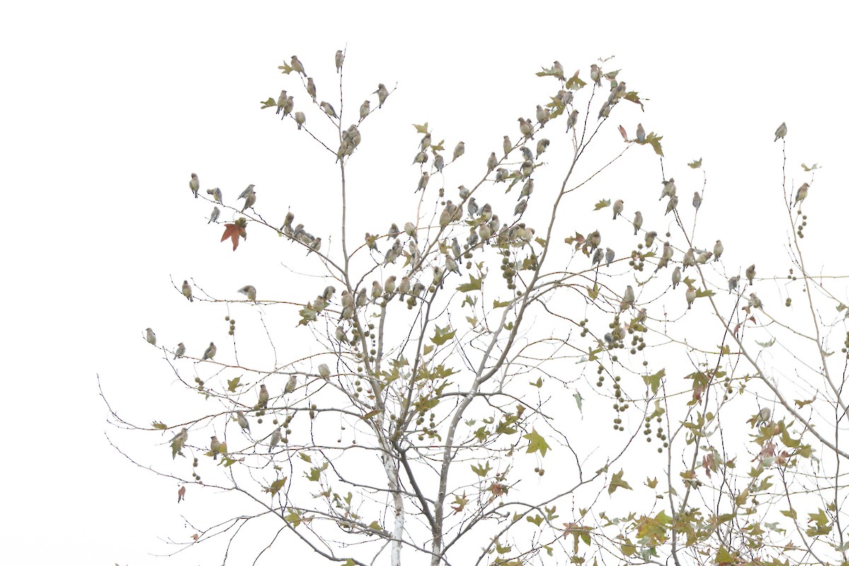 Cedar Waxwing - ML642501591