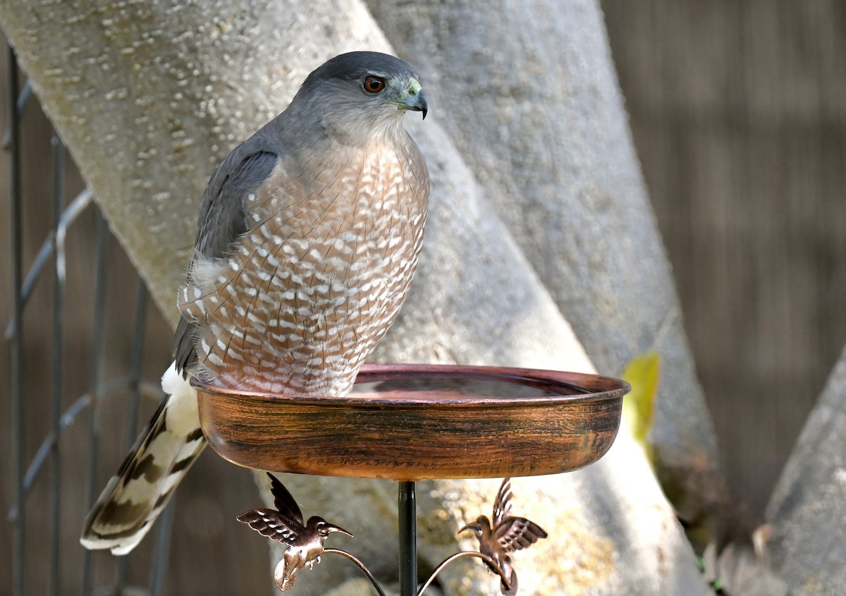 Cooper's Hawk - ML642501592