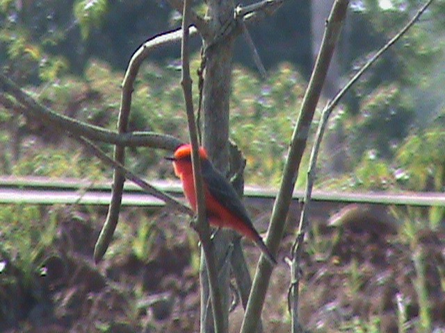 Vermilion Flycatcher - ML642501607