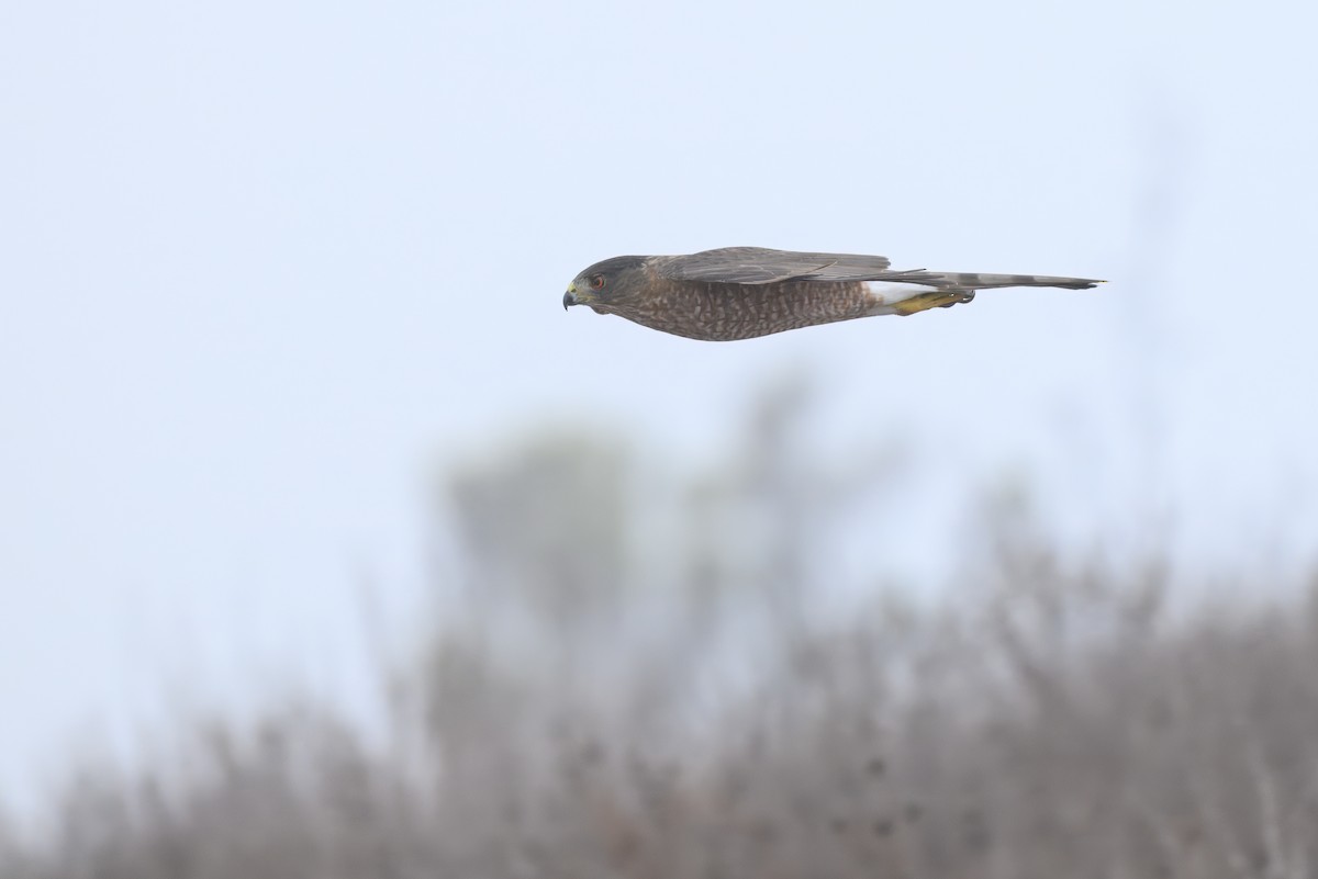 Cooper's Hawk - ML642501618
