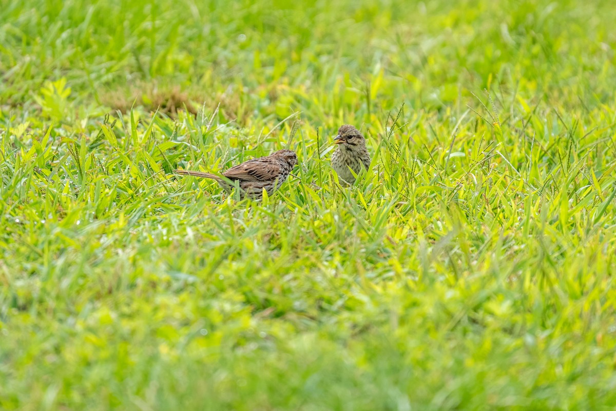 Song Sparrow - ML642501633