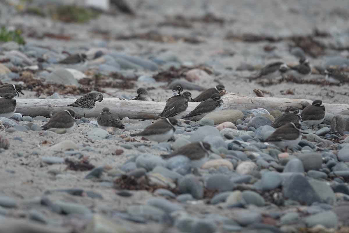 Semipalmated Plover - ML642501635
