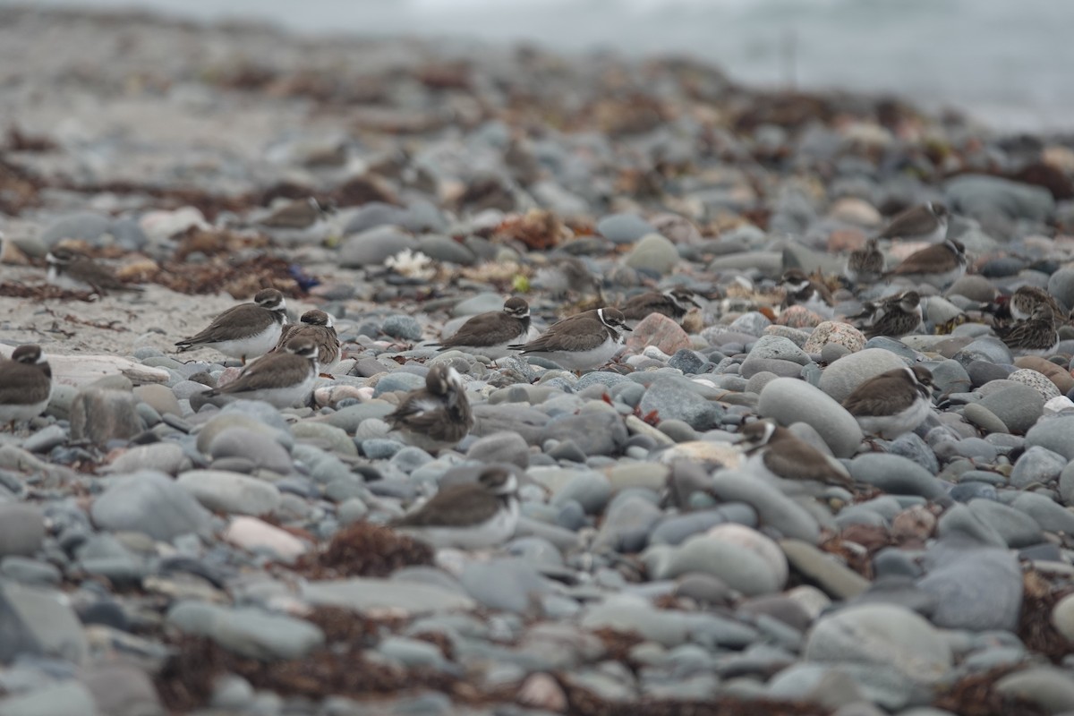 Semipalmated Plover - ML642501636