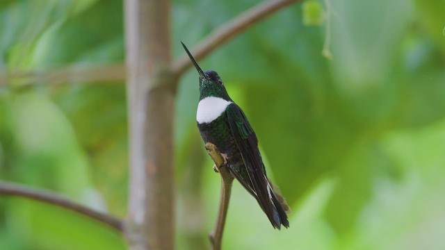 Collared Inca - ML642501639