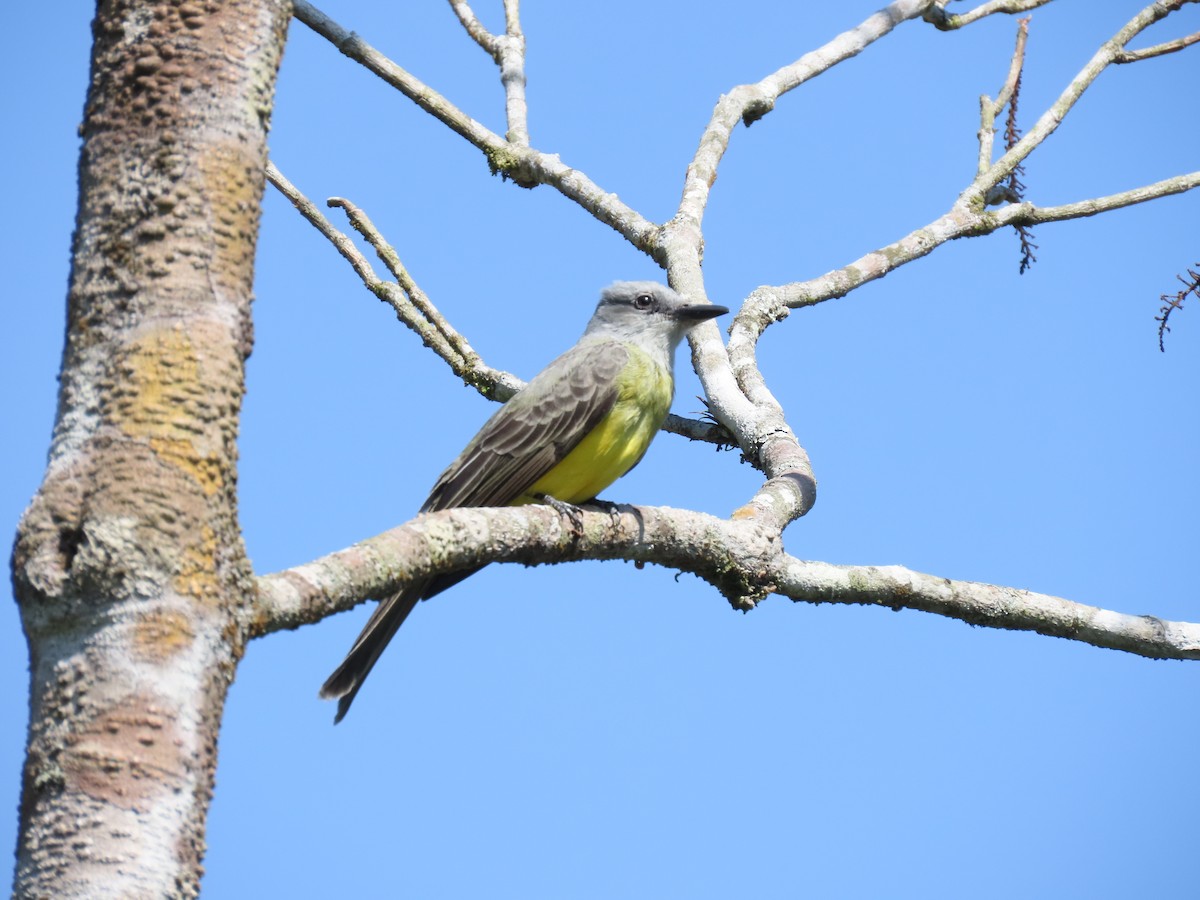 Tropical Kingbird (South American) - ML642501662