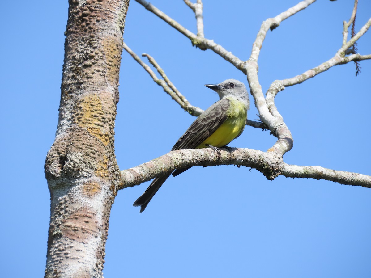 Tropical Kingbird (South American) - ML642501663