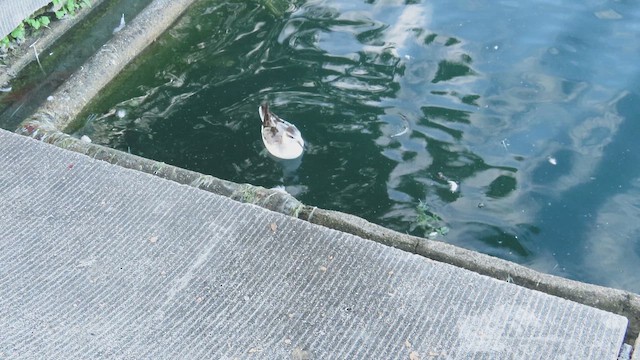 Red Phalarope - ML642501666