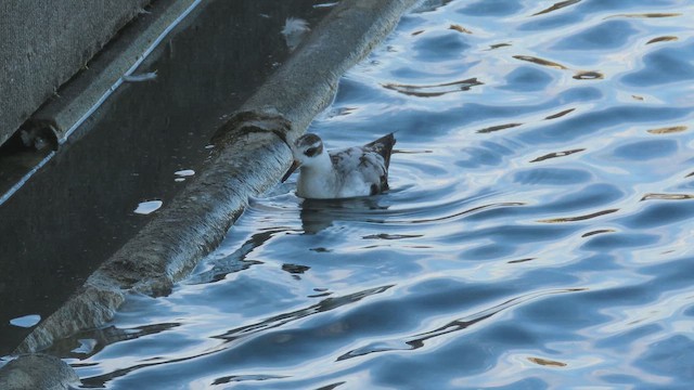 Red Phalarope - ML642501668