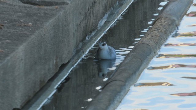 Red Phalarope - ML642501673