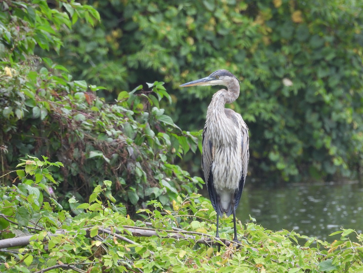 Great Blue Heron - ML642501687
