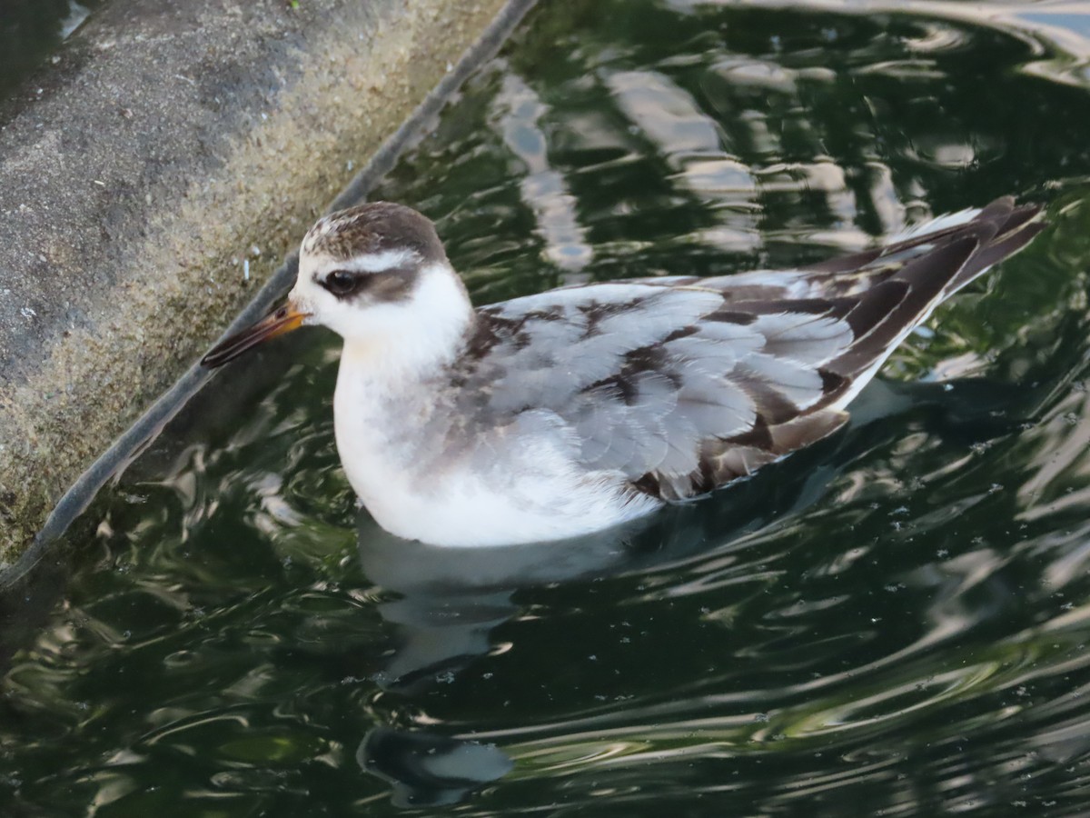 Red Phalarope - ML642501690
