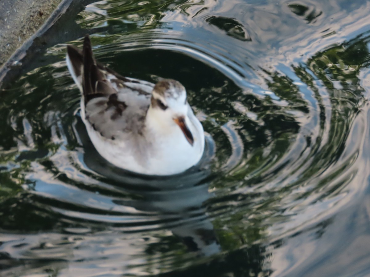 Red Phalarope - ML642501691