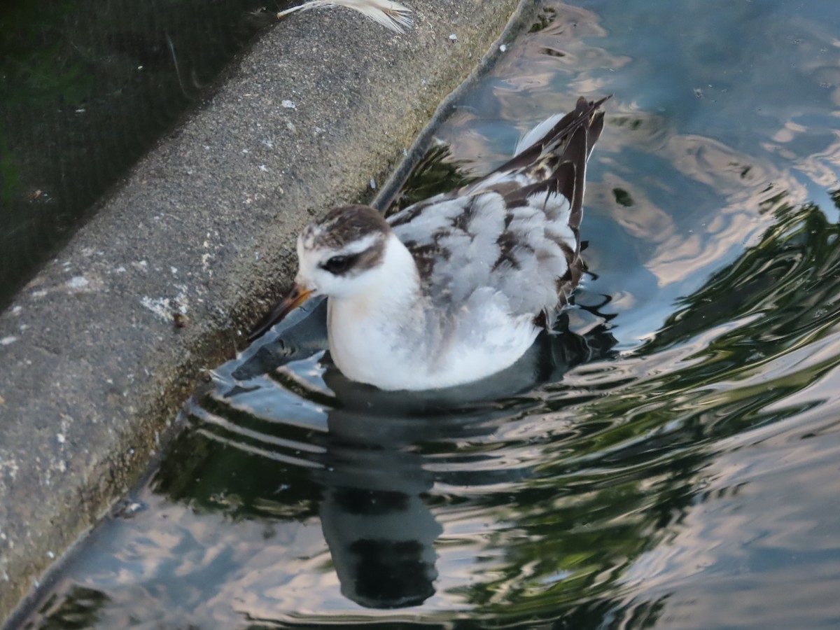 Red Phalarope - ML642501692