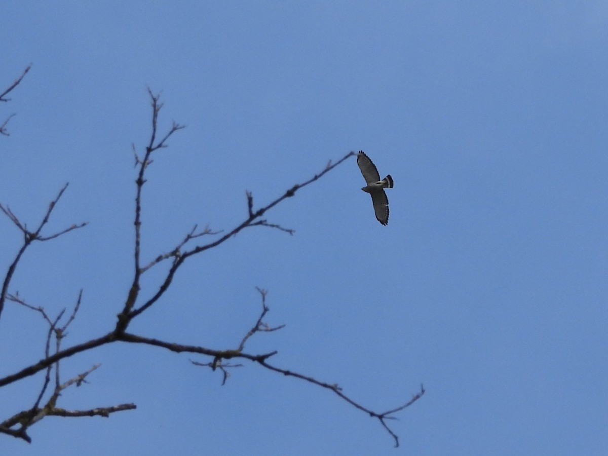 Broad-winged Hawk - ML642501714