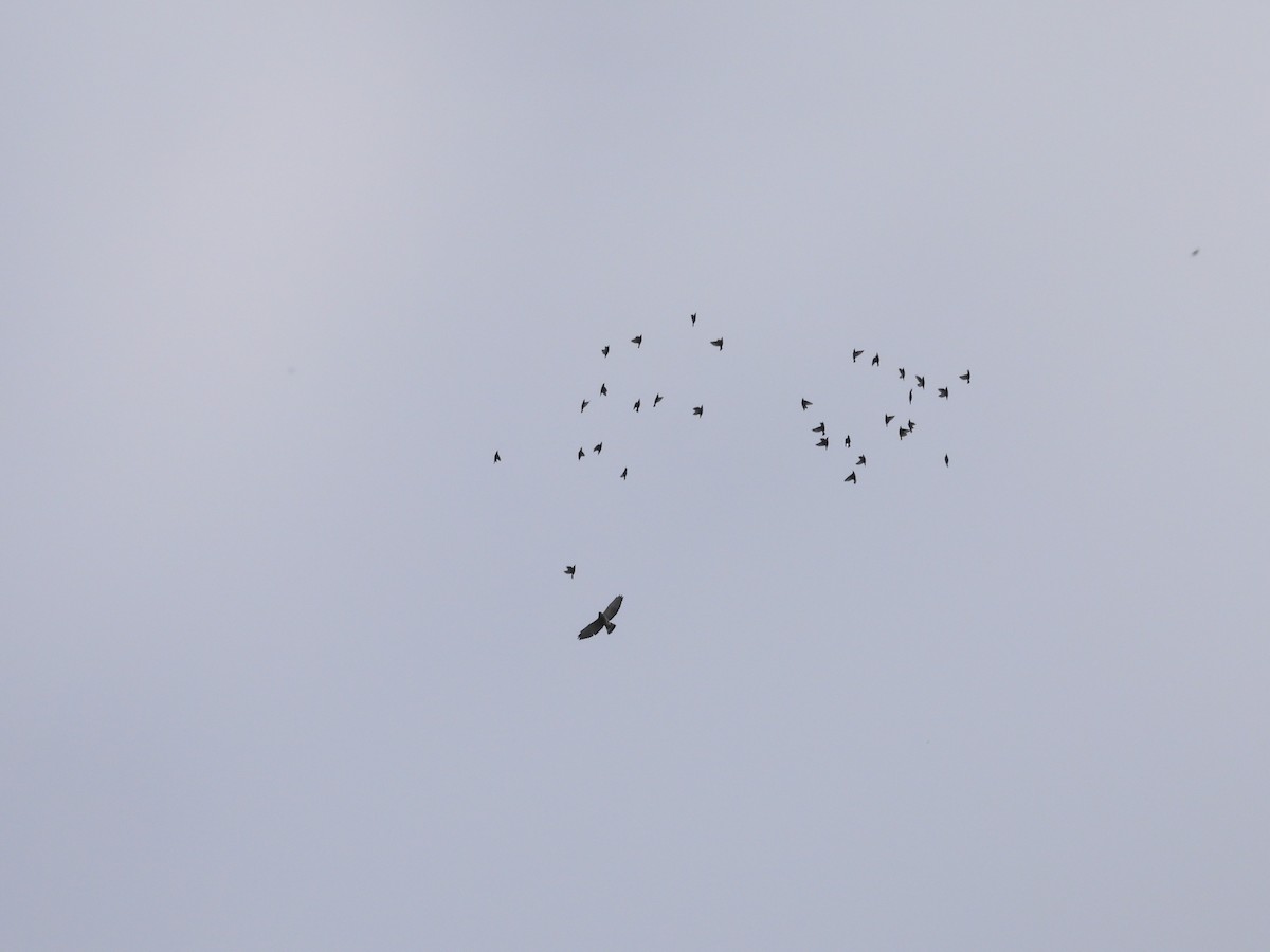 Broad-winged Hawk - ML642501715