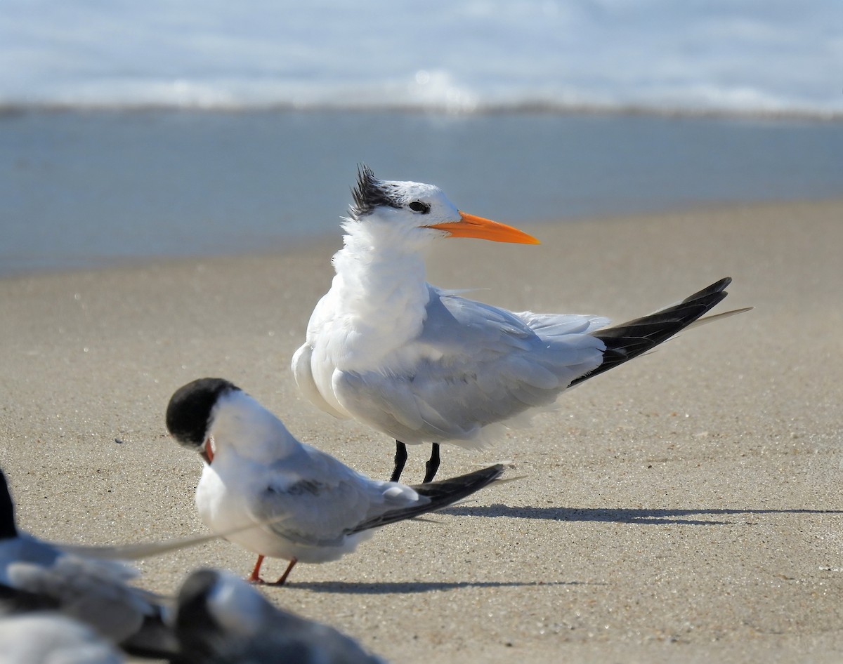 Royal Tern - ML642501719