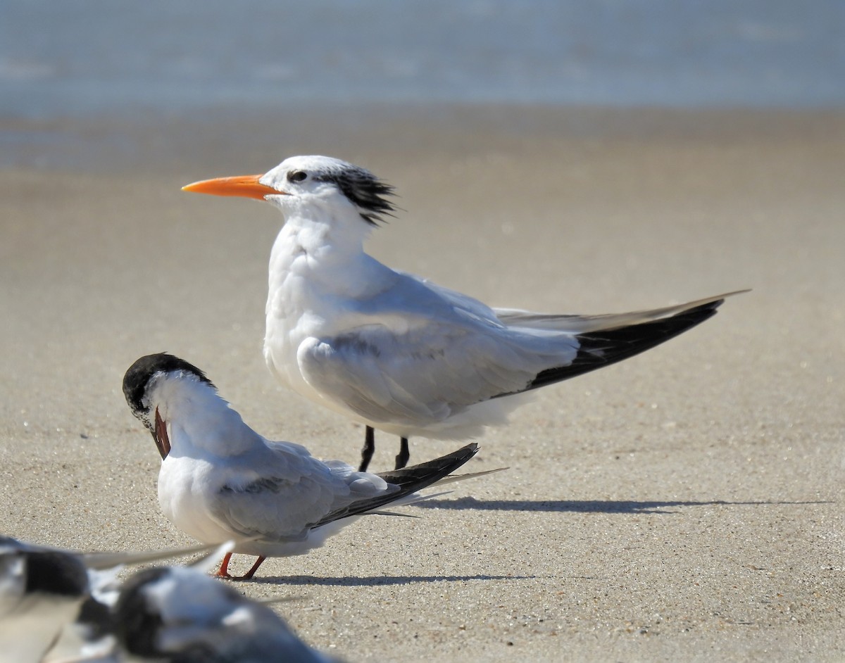 Royal Tern - ML642501720