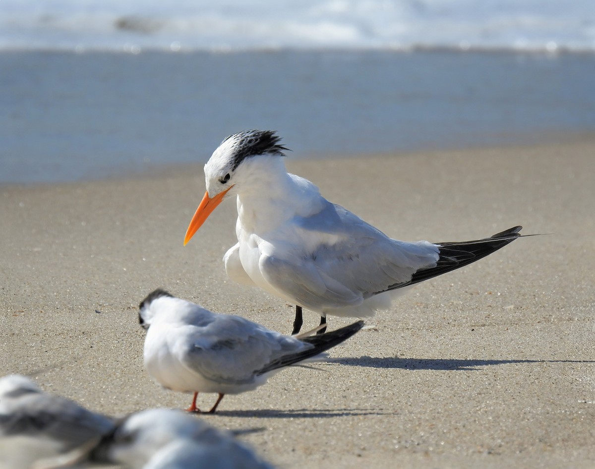 Royal Tern - ML642501721