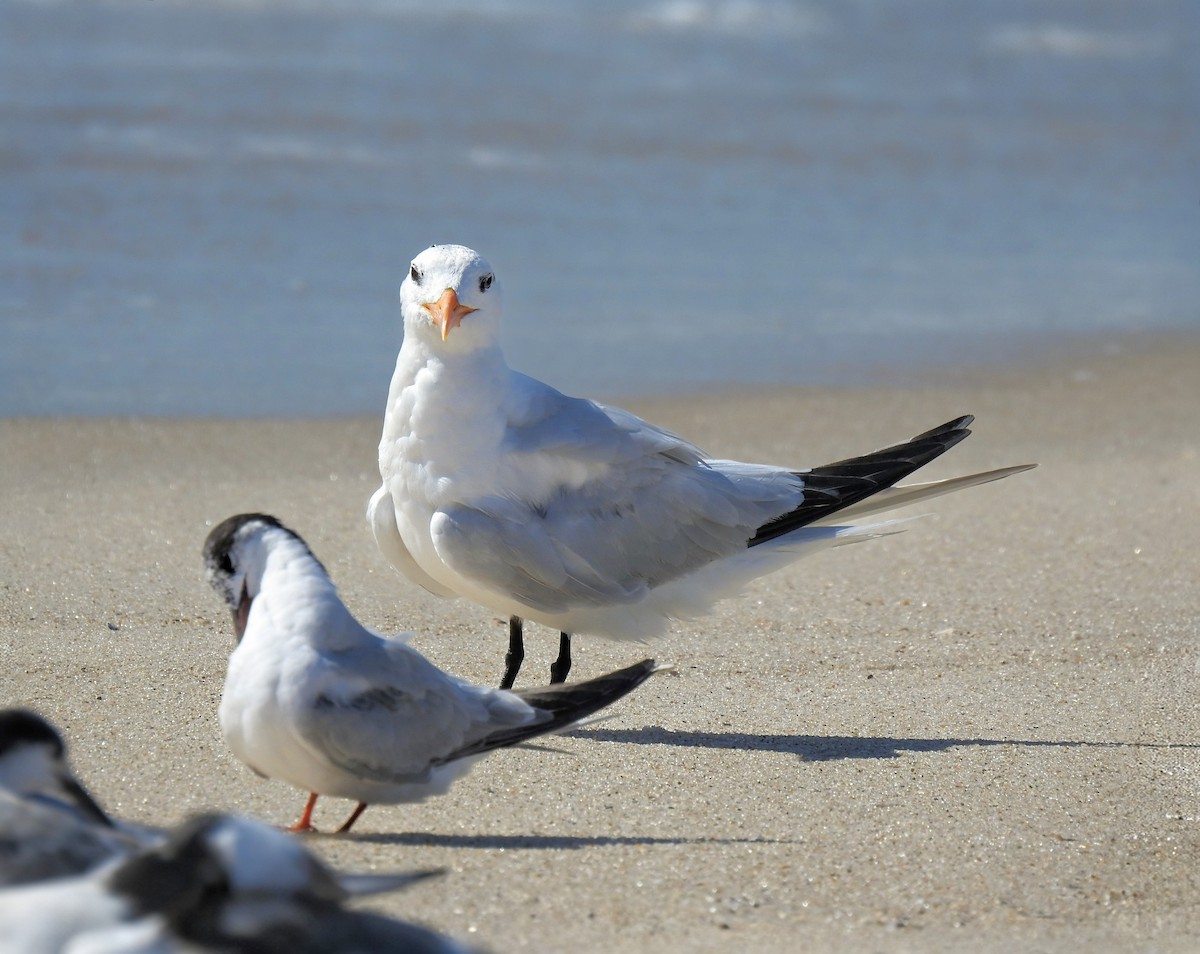 Royal Tern - ML642501722