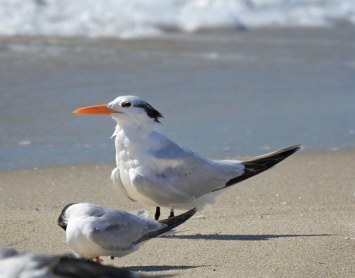 Royal Tern - ML642501723