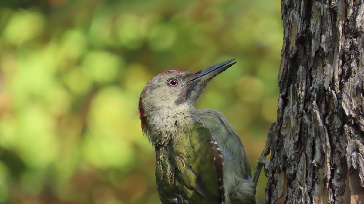 Iberian Green Woodpecker - ML642501743