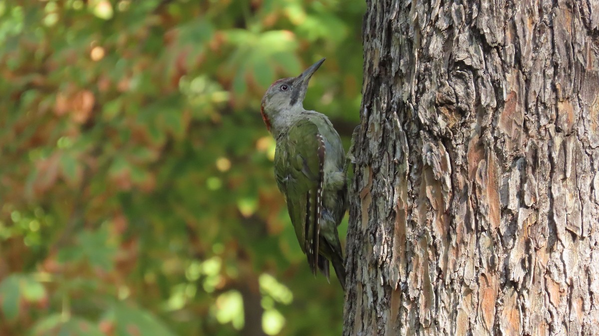 Iberian Green Woodpecker - ML642501744