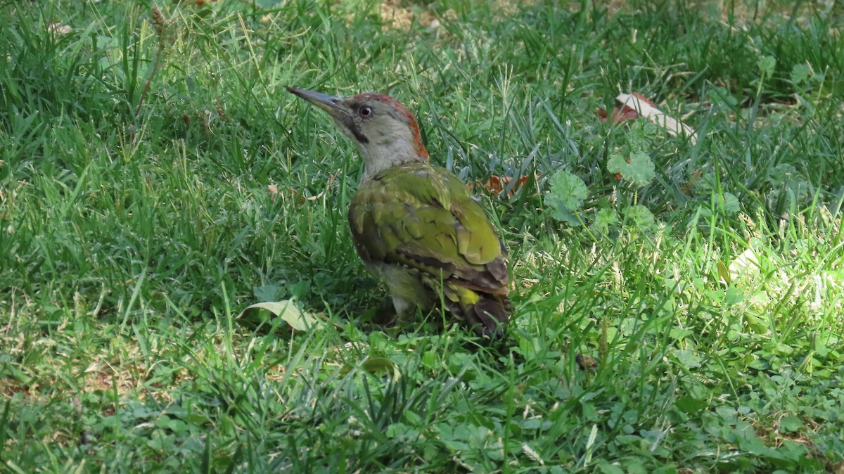 Iberian Green Woodpecker - ML642501745