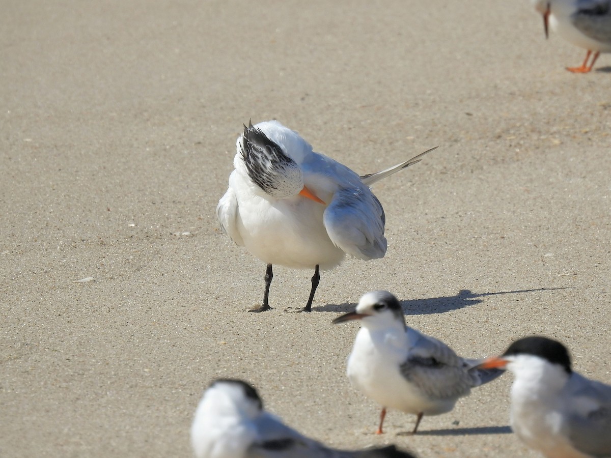 Royal Tern - ML642501748