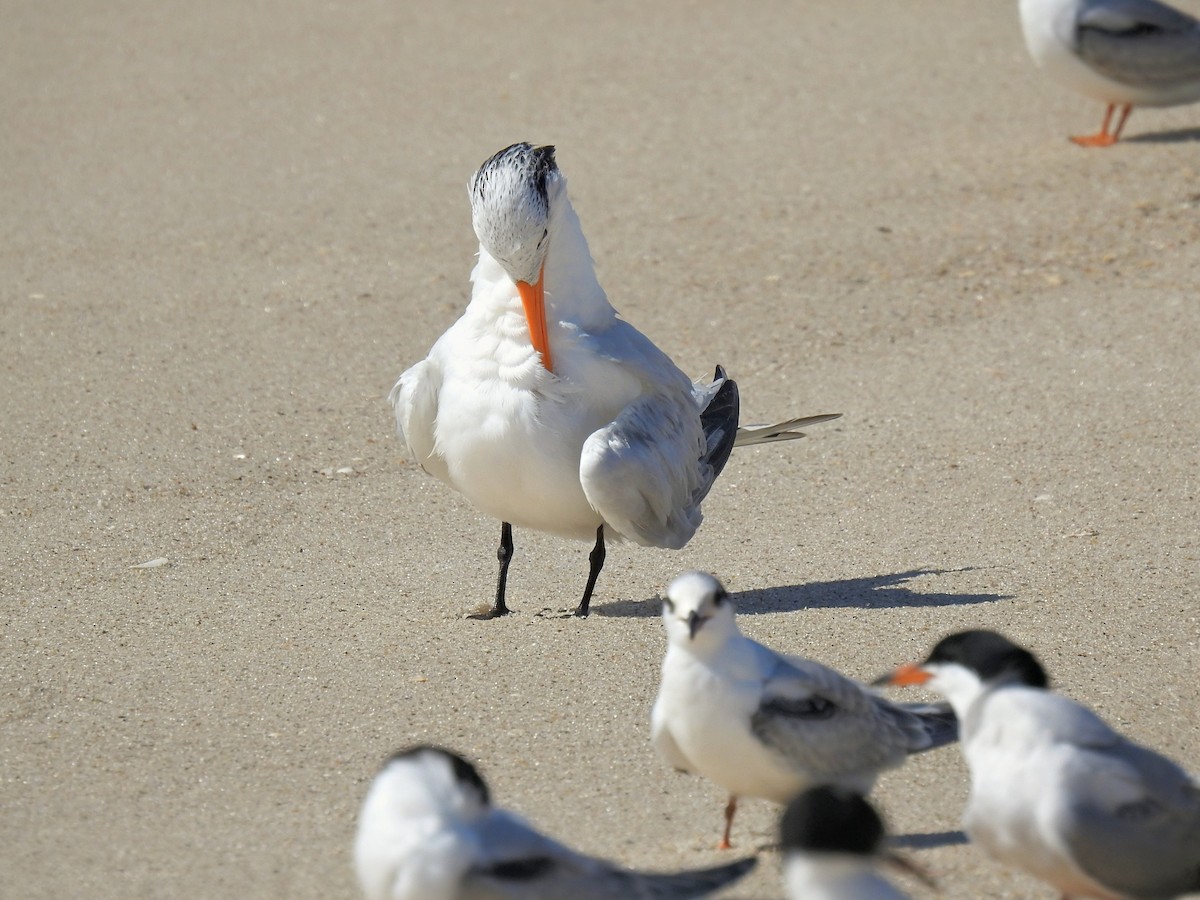 Royal Tern - ML642501749