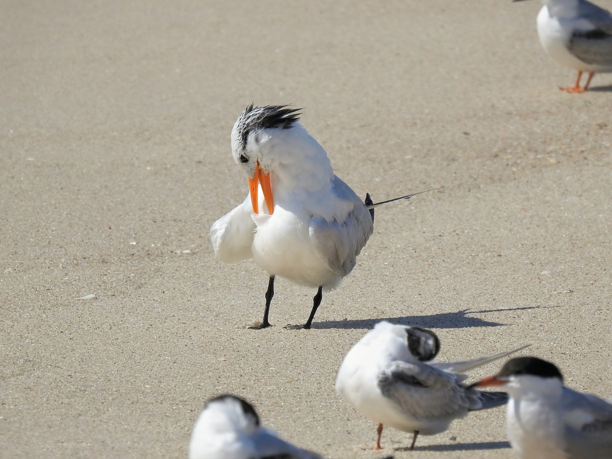Royal Tern - ML642501750