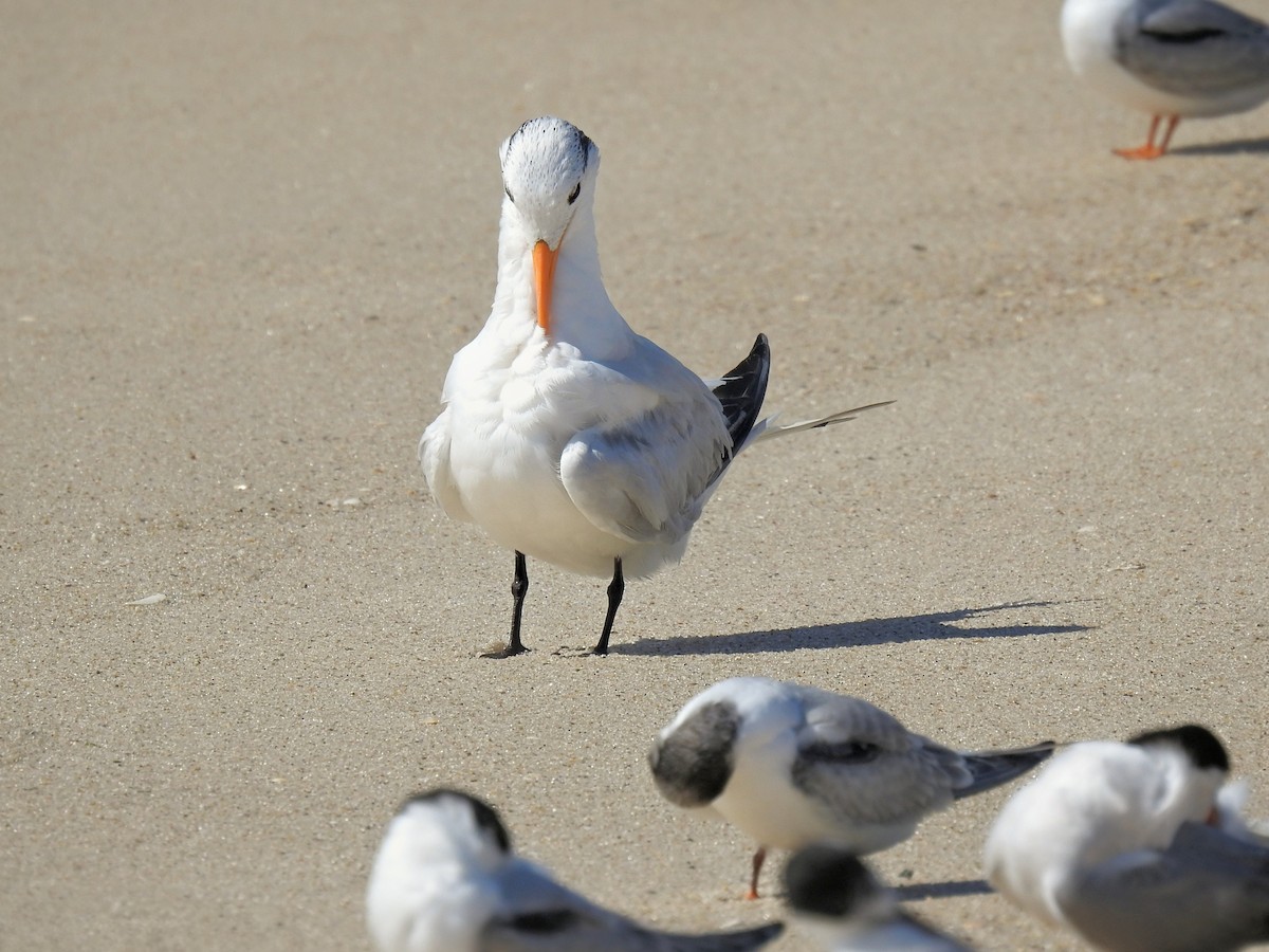 Royal Tern - ML642501751