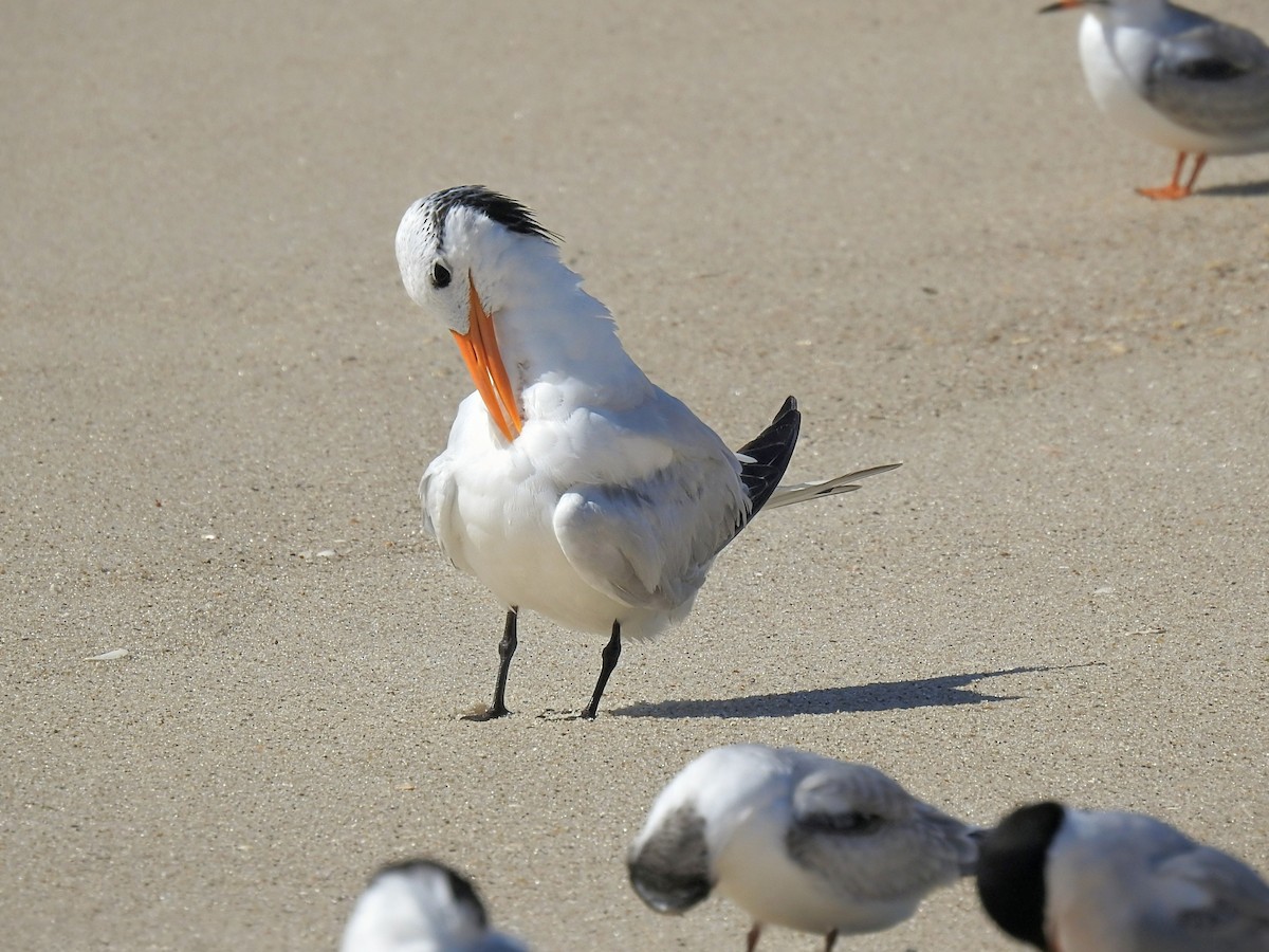 Royal Tern - ML642501752