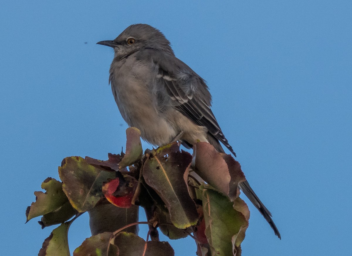 Northern Mockingbird - ML642501756