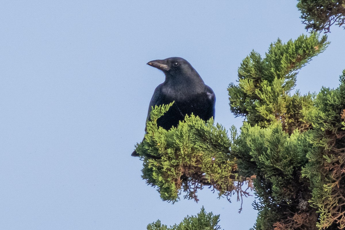 Common Raven - ML642501768